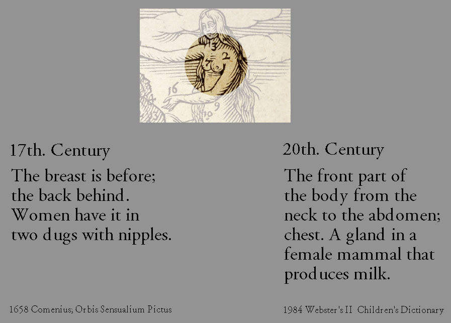 Definition of Breast